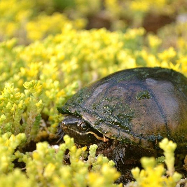 Rùa xạ hương nuôi trong nhà hiếm khi "tấn công" con người bằng mùi khó ngửi của mình. Nó chỉ làm điều này khi cảm thấy tính mạng của mình đang bị đe dọa.