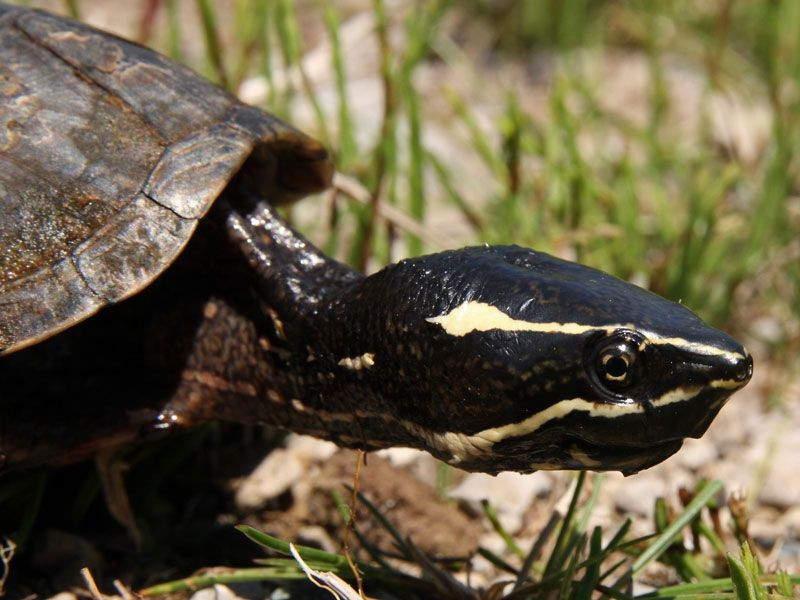 Tên gọi rùa xạ hương bắt nguồn từ cách tự vệ độc đáo của loài rùa này. Khi bị đe dọa, chúng tiết ra mùi hôi thối đặc trưng khiến kẻ thù phải "bỏ của chạy lấy người" vì không chịu nổi.