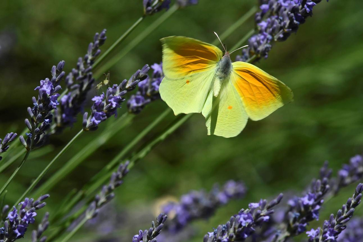 Mang tên vị nữ hoàng Ai Cập nổi tiếng, bướm Cleopatra (Gonepteryx cleopatra) phổ biến ở các quốc gia quanh Địa Trung Hải, đặc biệt là các khu rừng thưa ven biển. Sâu bướm ăn lá cây táo dại.