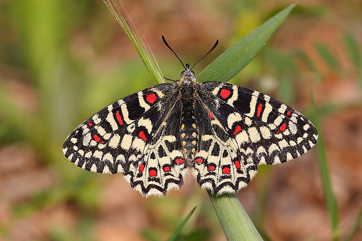 Bướm tràng hoa Tây Ban Nha (Zerynthia rumina) sống ở các đồng cỏ, bụi cây và sườn đồi đá ở Đông Nam nước Pháp, Tây ban Nha, Bồ Đào Nha và khu vực Bắc Phi. Sâu bướm ăn một số loài cây dây leo thuộc chi Aristolochia.