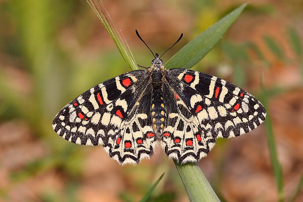 Bướm tràng hoa Tây Ban Nha (Zerynthia rumina) sống ở các đồng cỏ, bụi cây và sườn đồi đá ở Đông Nam nước Pháp, Tây ban Nha, Bồ Đào Nha và khu vực Bắc Phi. Sâu bướm ăn một số loài cây dây leo thuộc chi Aristolochia.