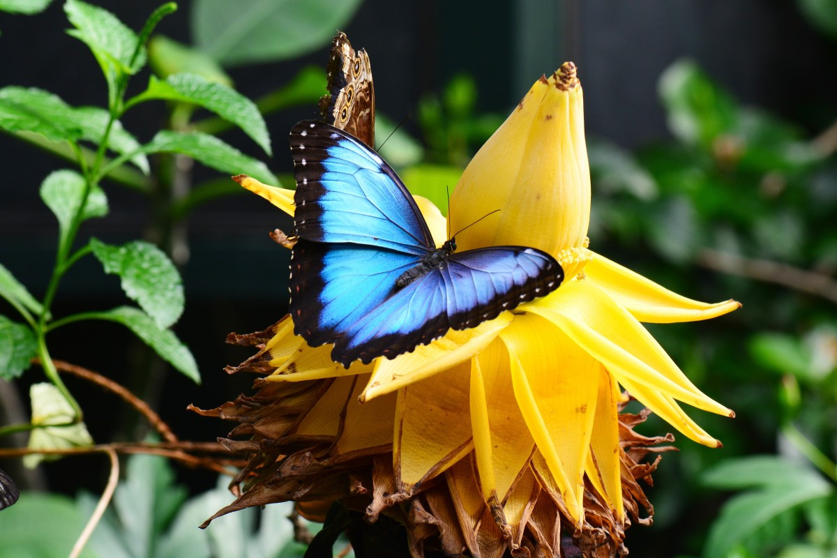 Bướm Morpho xanh (Morpho peleides) là loài bướm phân bố rộng ở các khu rừng nhiệt đới Trung và Nam Mỹ. Bướm trưởng thành hút nước quả thối.