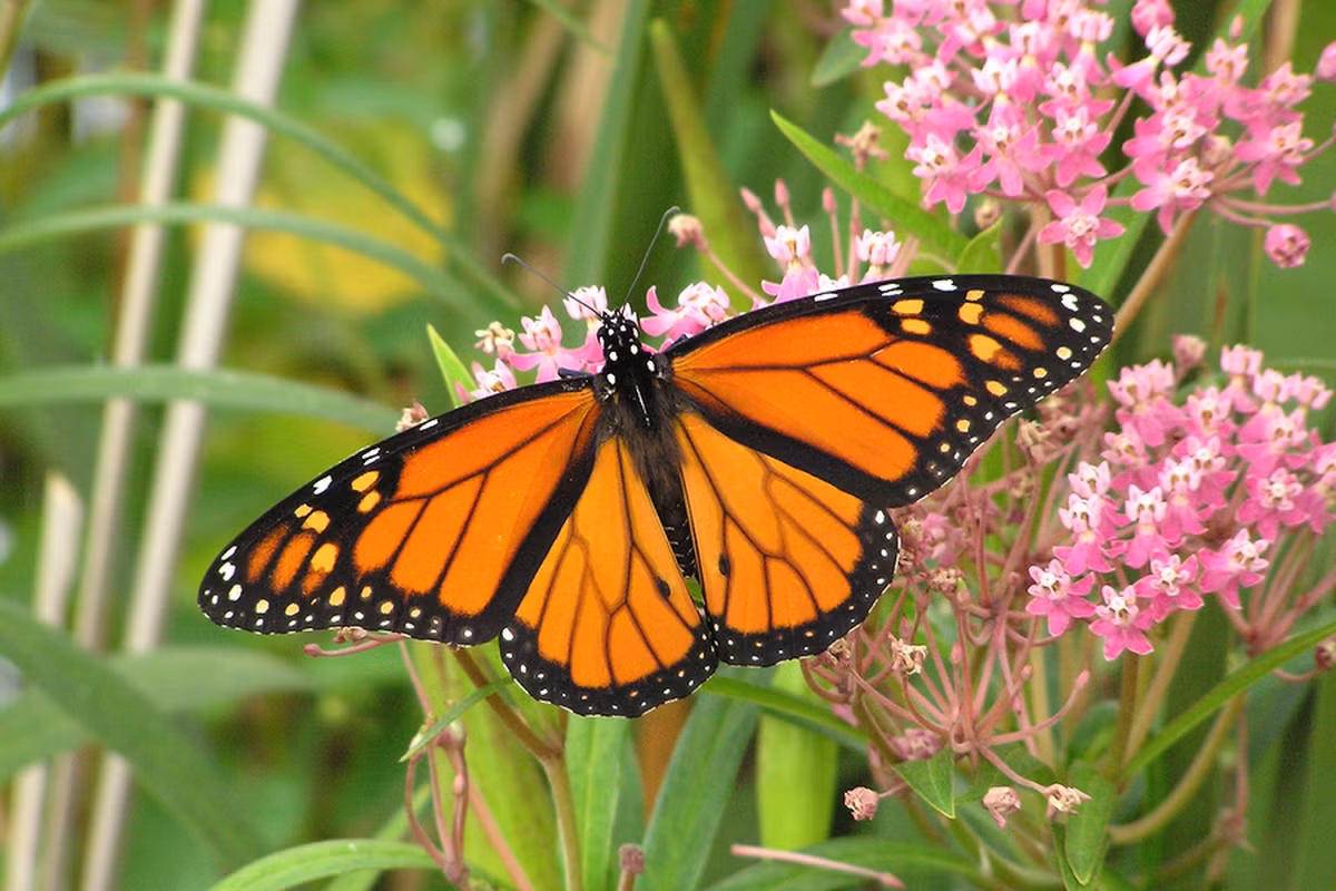 Nổi tiếng với tập tính di trú theo đàn lớn, bướm vua (Danaus plexippus) đã lan rộng từ châu Mỹ đến các nơi khác trên thế giới. Sâu bướm của chúng ăn lá cây bông tai.