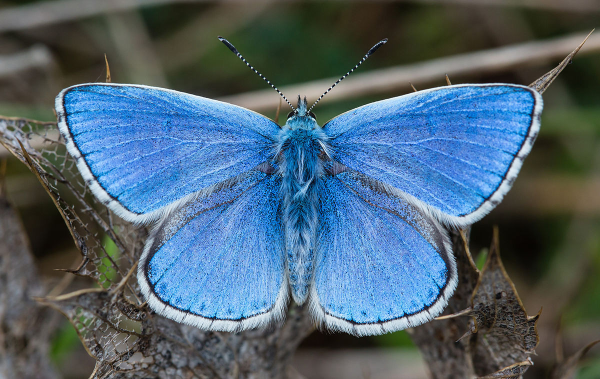 Bướm cỏ xanh (Lysandra bellargus) có kích thước nhỏ, sống ở các đồng cỏ và núi đá vôi tại châu Âu. Sâu bướm ăn cây đậu móng ngựa. Bướm đực có màu xanh bắt mắt trong khi bướm cái màu nâu.