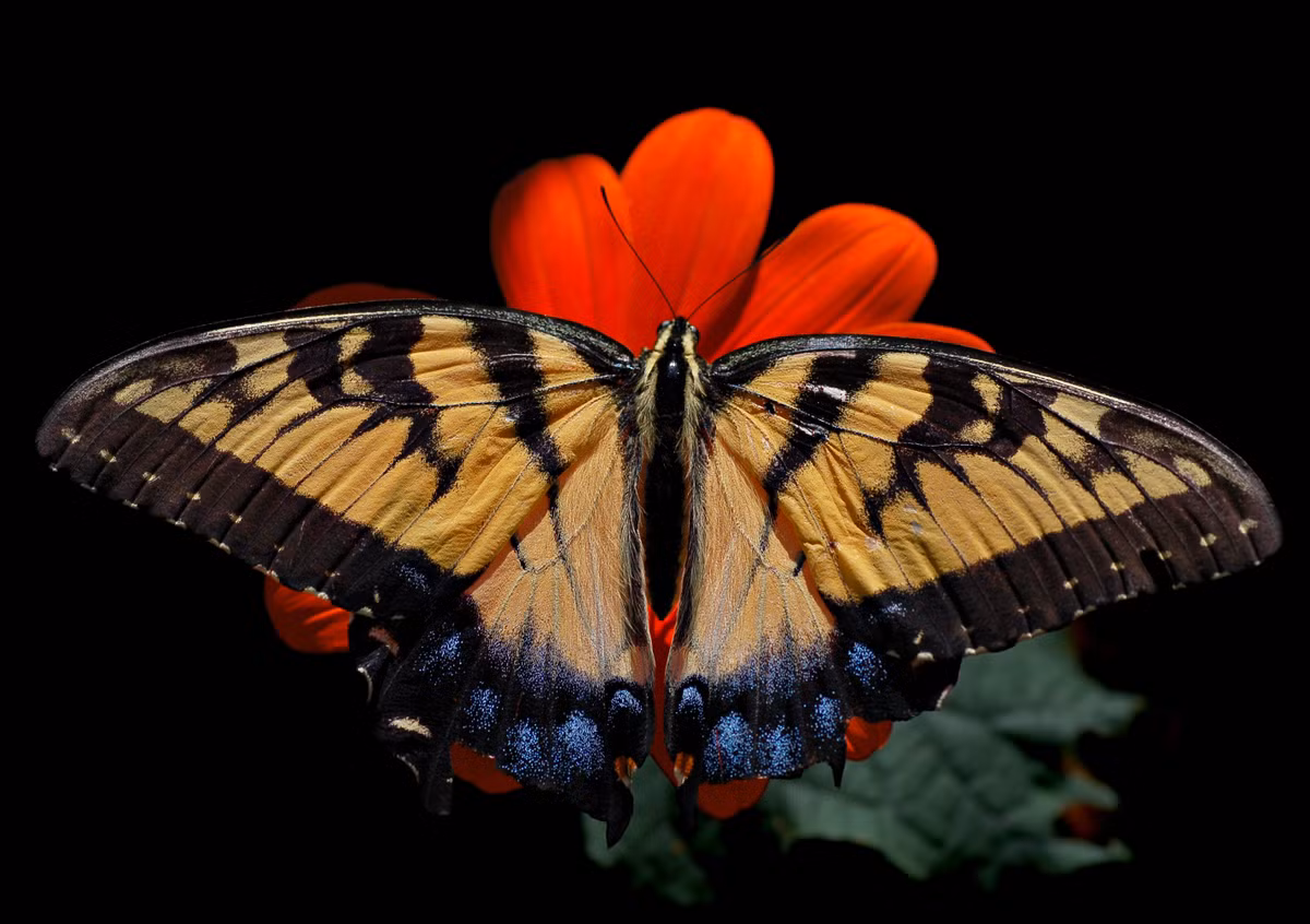 Bướm phượng hổ (papilio glaucus) phân bố rộng ở bắc Mỹ. Sâu non của chúng trông giống phân chim, ăn lá một số loài cây gỗ và cây bụi.