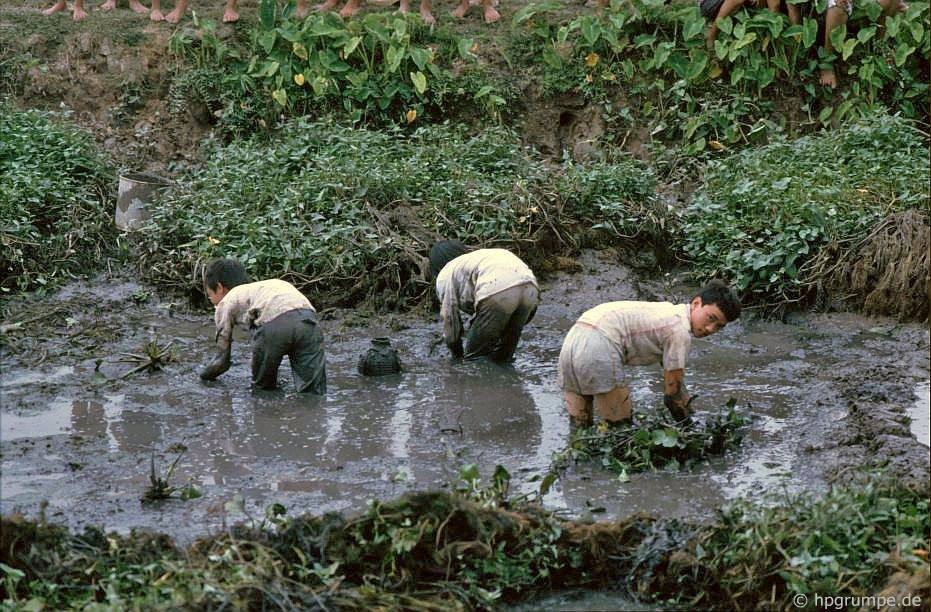 Người dân mò cua bắt ốc dưới mương cạn.