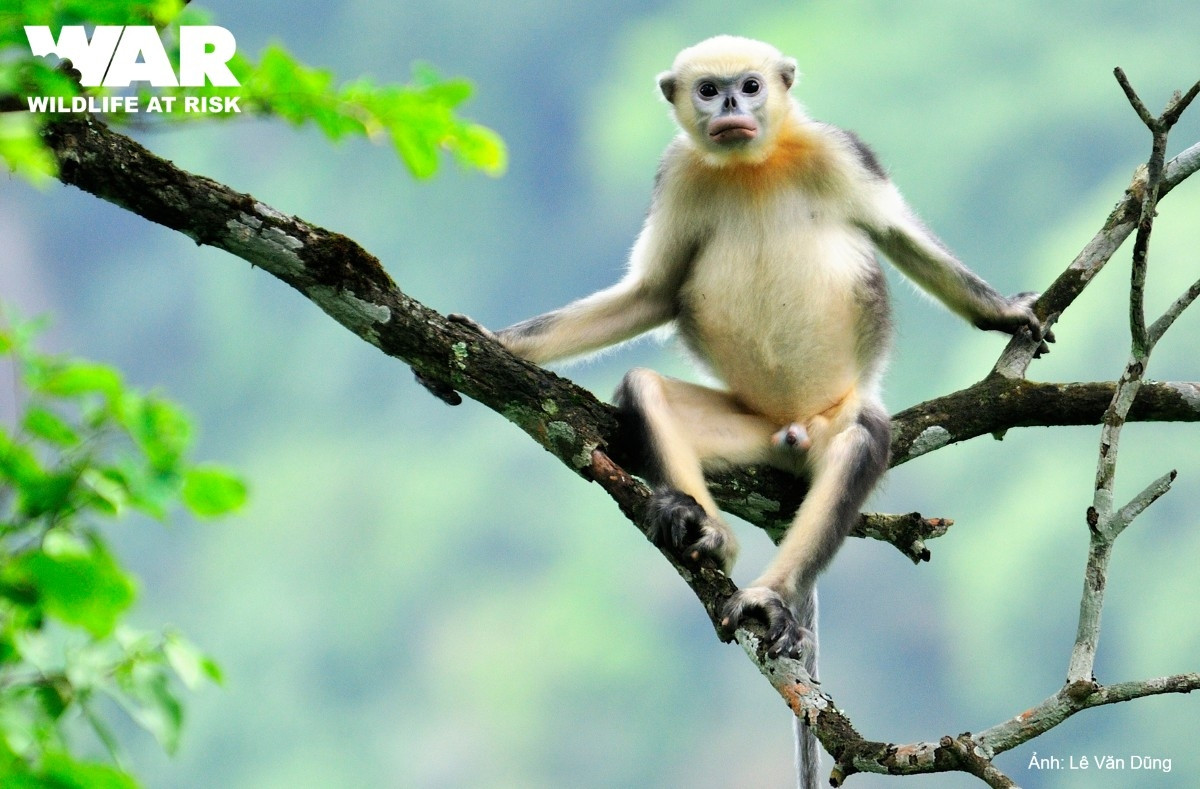 Mất môi trường sống và nạn săn bắt trộm là những nguyên nhân chính yếu dẫn đến sự tụt giảm số lượng voọc mũi hếch và nhiều loài linh trưởng quý hiếm khác ở Việt Nam.