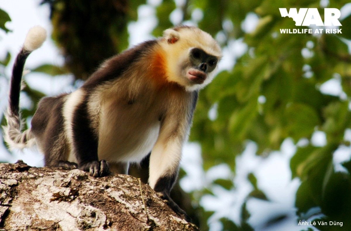 Chúng được giới khoa học biết đến từ cuối thập niên 1860 khi giáo sĩ Armand David gửi cá thể đầu tiên sang Châu Âu, nhưng phải đến năm 1912 mới được miêu tả sinh học lần đầu tiên.