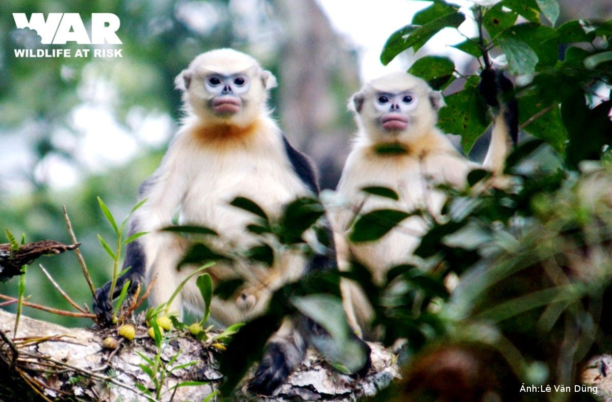 Sinh sống trong những khu rừng ở Tuyên Quang, Cao Bằng, Yên Bái, Quảng Ninh, Hà Giang, con cà đác hay voọc mũi hếch Bắc Bộ (Rhinopithecus avunculus) là một loài linh trưởng đặc hữu của Việt Nam. Ảnh: Lê Văn Dũng / Wildlife at Risk.