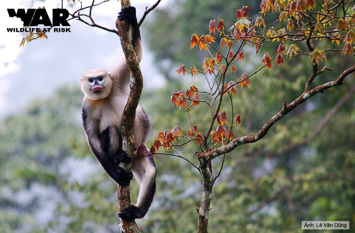 Voọc mũi hếch có chửa vào tháng 11 - 12. Con non mới đẻ lông màu vàng nhạt. Khi lớn chuyển màu như voọc trưởng thành. Thức ăn chủ yếu của chúng là chồi non, lá và quả cây.