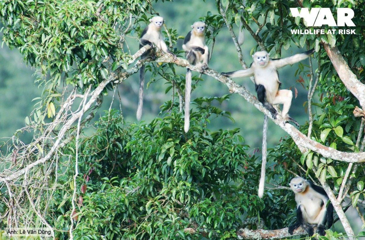 Dù đã những nỗ lực bảo tồn đã được thực hiện, số lượng cá thể voọc mũi hếch trong các đàn vẫn có xu hướng giảm và chúng liên tục nằm trong danh sách các loài linh trưởng nguy cấp nhất trên thế giới.