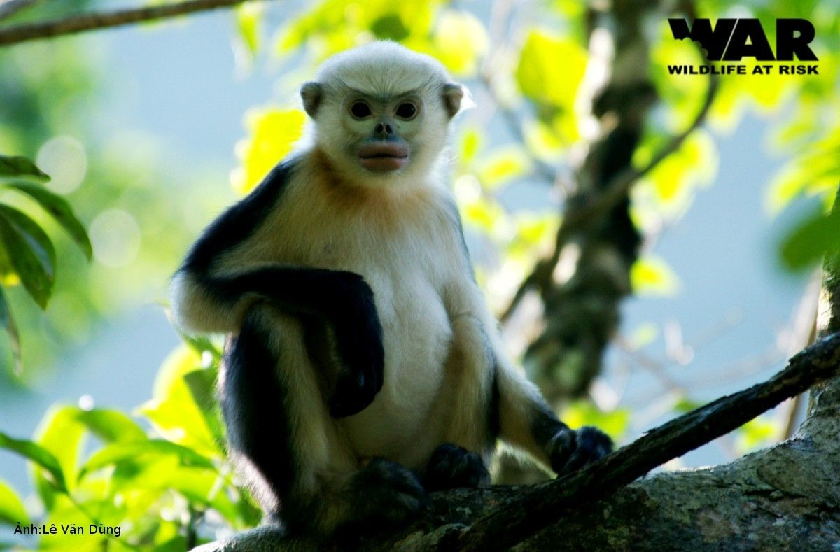 Vào những năm 2000, có thêm nhiều đàn voọc mũi hếch được phát hiện, nâng tổng số lượng cá thể loài này lên khoảng 250.