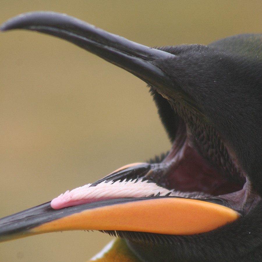 Đó chính là chiếc lưỡi với vô số chiếc gai tua tủa, sắc nhọn hướng vào trong cổ họng của chim cánh cụt. Vì sao chúng lại có cái lưỡi đáng sợ như vậy?