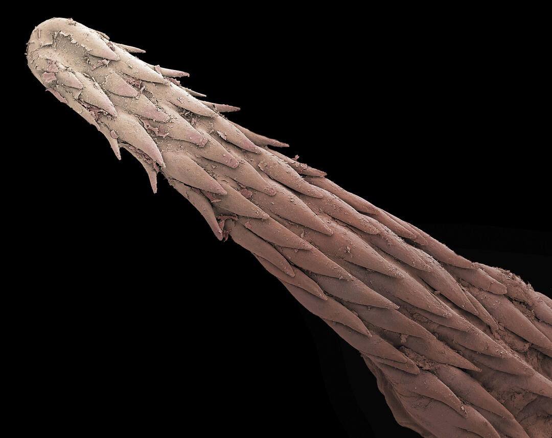 Sự tiến hóa này giúp chim cánh cụt giữ chặt cá bắt được sau mỗi lần săn mồi. Nếu chúng có một cái lưỡi trơn láng, những con cá có thể vùng vẫy và thoát ra được khi bị kẹp trong mỏ.