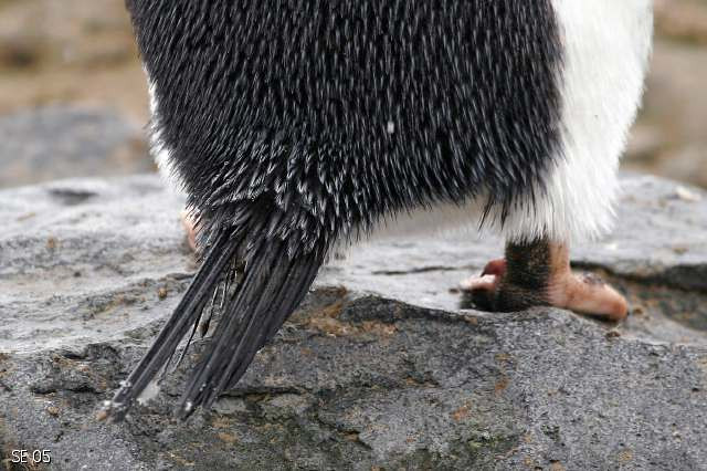 Đuôi cánh cụt ngắn, gồm những lông rất cứng, được dùng như bánh lái dưới nước. Ở một số loài cánh cụt, cái đuôi có vai trò như nạng chống hay "cái chân thứ ba", giúp chúng đứng vững trên mặt đất...