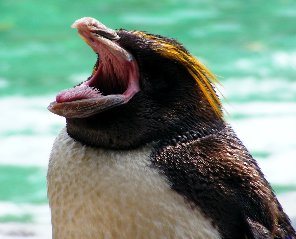 Không chỉ lưỡi, cả mặt trên của mỏ chim cánh cụt cũng có gai như vậy.