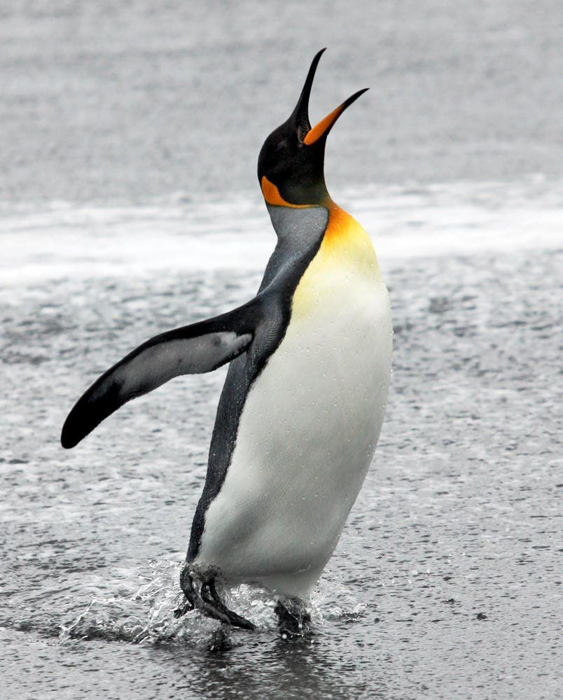 Ngoài cái lưỡi "ác mộng" các loài cánh cụt còn có nhiều đặc điểm độc nhất vô nhị, không gặp ở bất cứ loài chim nào khác, đó là hai cánh đã biến thành hai mái chèo để bơi dưới nước.