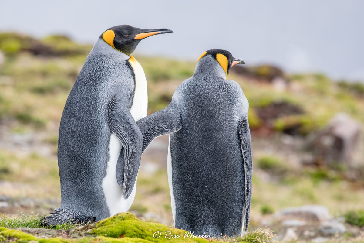 Nhắc đến chim cánh cụt, nhiều người nghĩ đến một loài vật vô cùng ngộ nghĩnh đáng yêu. Nhưng ít ai ngờ loài chim đặc biệt này có một bộ phận cơ thể trông gớm ghiếc đến mức gây ám ảnh.