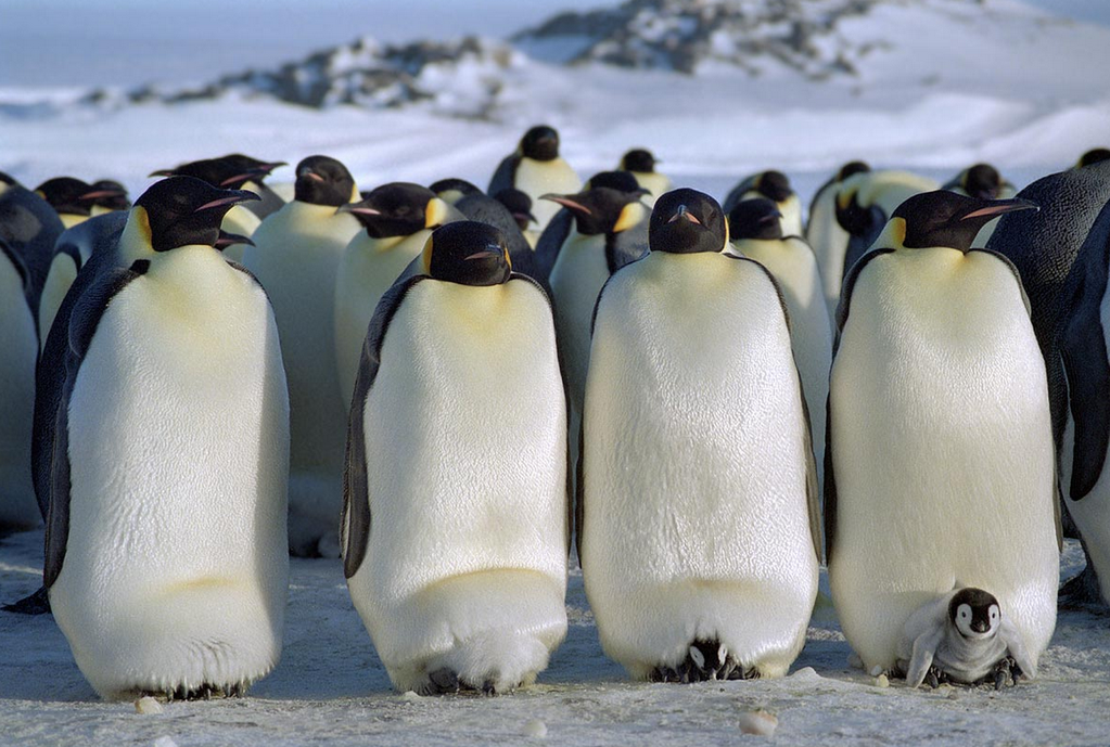 Phần dưới bụng chim cánh cụt có một nếp da ấm áp gọi là túi ấp, nơi bảo vệ quả trứng duy nhất. Chim non nở ra sẽ ẩn náu dưới túi ấp này.