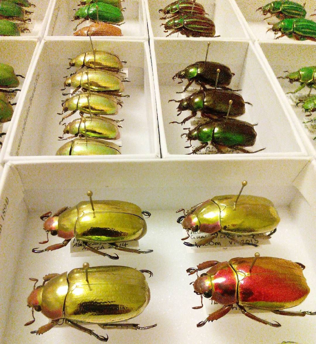 Với vẻ ngoài ấn tượng và lôi cuốn, bọ hung vàng đã trở thành đối tượng được những người sưu tầm côn trùng từ khắp nơi trên thế giới săn lùng...