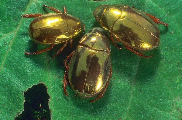 Về mặt sinh thái, bọ hung vàng có tập tính khá giống họ hàng phổ biến của chúng là cánh cam, gồm các loài bọ cánh cứng có màu xanh biếc.