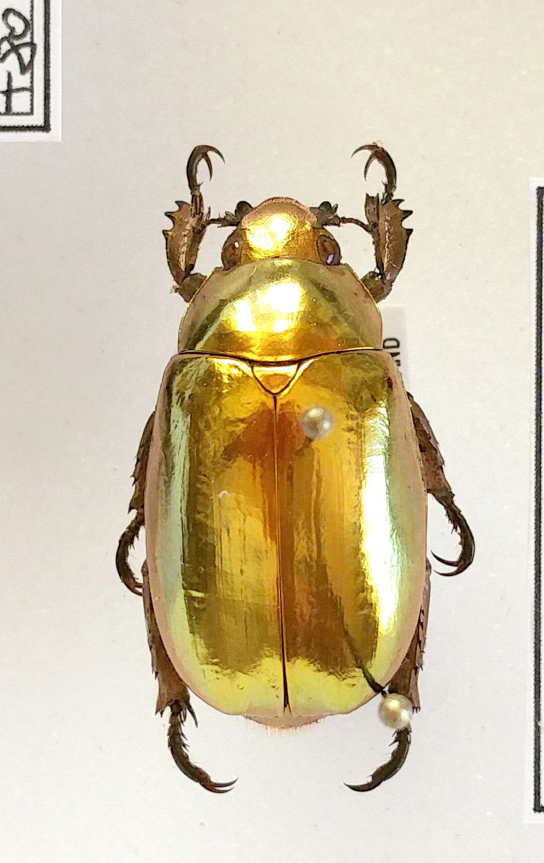 Ngoài ra, bọ hung vàng còn có thể dùng thứ màu đặc biệt của mình để xác nhận đồng loại và tìm kiếm bạn tình vào mùa sinh sản.