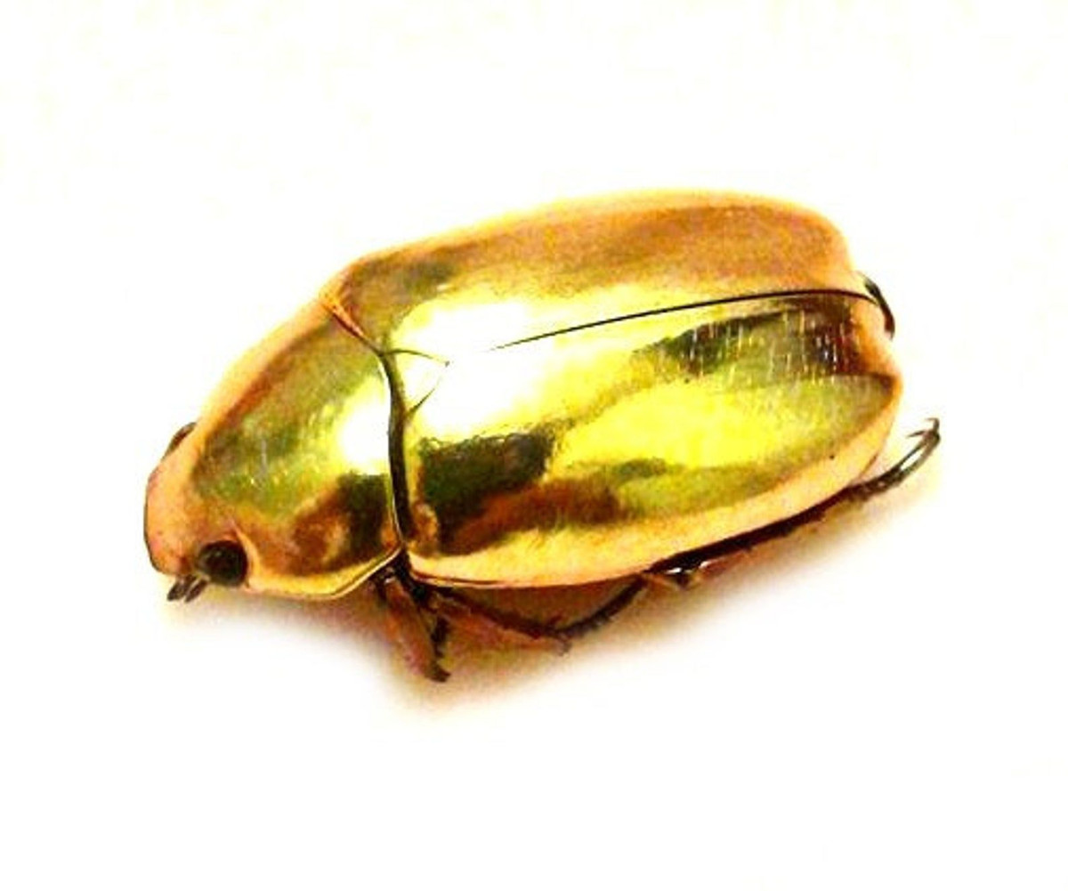 Cơ thể loài bọ cánh cứng này sở hữu lớp vỏ vàng óng, lấp lánh ánh kim. Dưới ánh sáng mặt trời, trông như thể được dát bằng vàng 4 số 9.