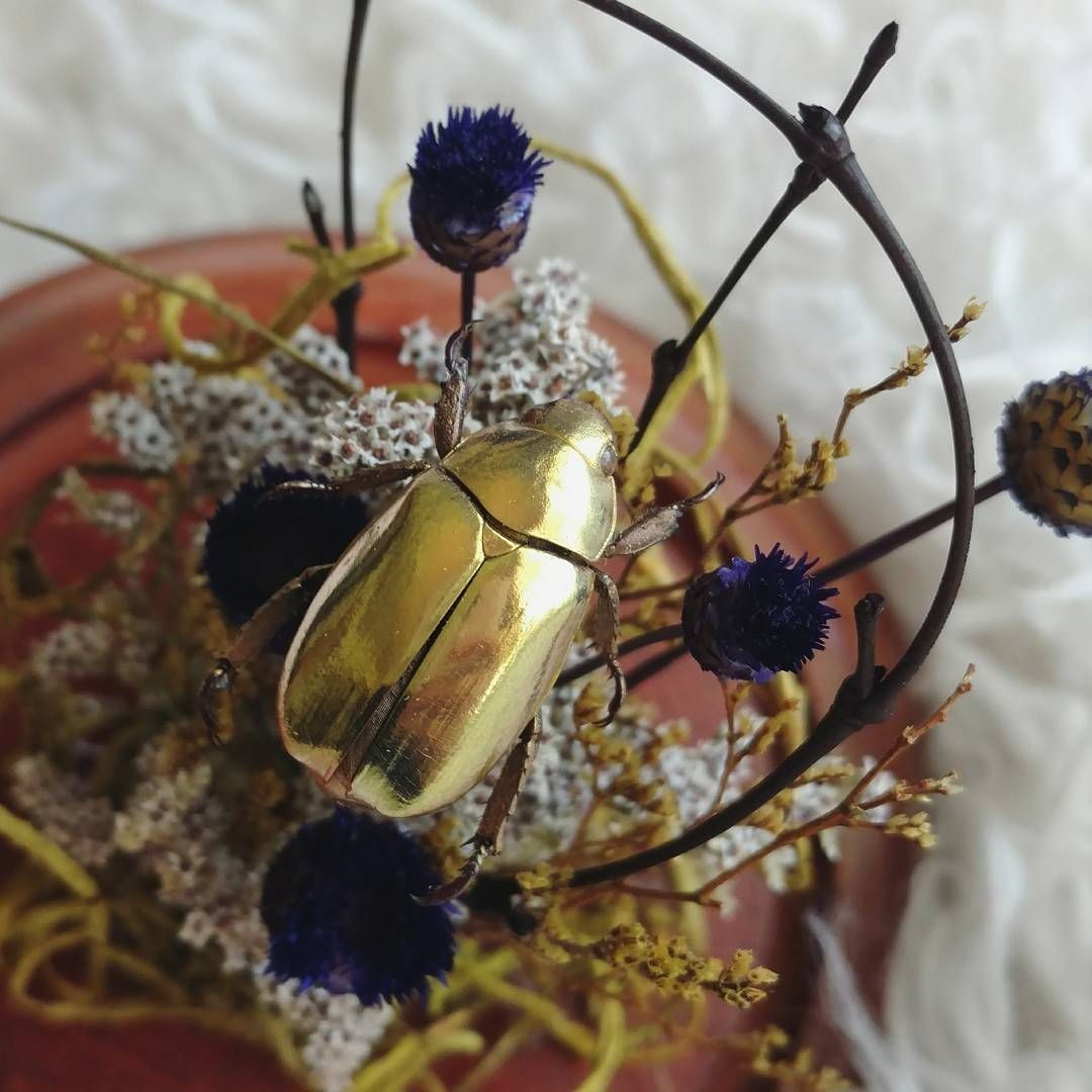 Theo một giả thuyết, đây có thể là phương thức ngụy trang và phòng thủ của bọ hung. Vốn hoạt động vào ban ngày, chúng sẽ làm... lóa mắt kẻ thù dưới ánh sáng mặt trời.