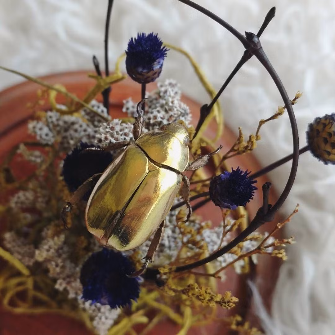 Theo một giả thuyết, đây có thể là phương thức ngụy trang và phòng thủ của bọ hung. Vốn hoạt động vào ban ngày, chúng sẽ làm... lóa mắt kẻ thù dưới ánh sáng mặt trời.