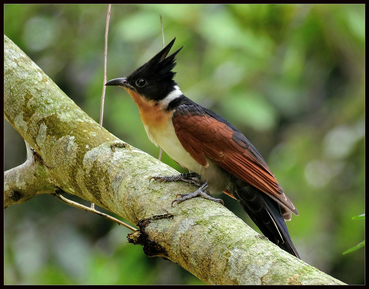 Chúng sinh sản dọc theo dãy Himalaya và di cư về phía nam vào mùa đông đến Sri Lanka, nam Ấn Độ và vùng nhiệt đới Đông Nam Á bao gồm các vùng của Indonesia, Thái Lan và Philippines.