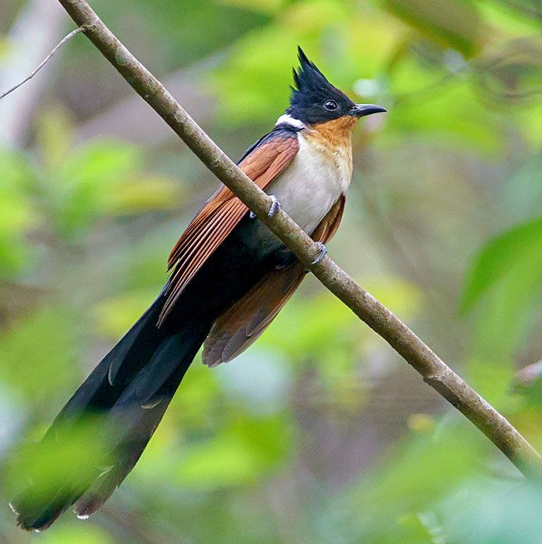 Sinh cảnh của chim khát nước là rừng thứ sinh, cây bụi, tre nứa, rừng thường xanh, rừng ngập mặn trong quá trình di cư, trú đông, ghi nhận ở độ cao lên đến 1.525 mét.