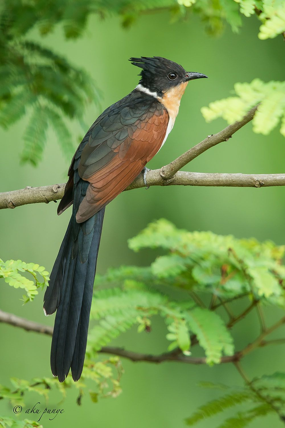 Không có tài liệu nào giải thích vì sao loài chim này được gọi là "khát nước". Có lẽ đó là tên gọi dựa trên tiếng kêu đặc trưng của chúng.