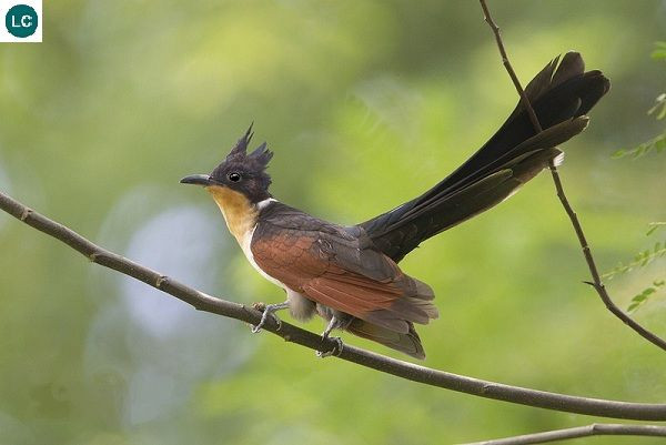 Một số hình ảnh khác về chim khát nước.