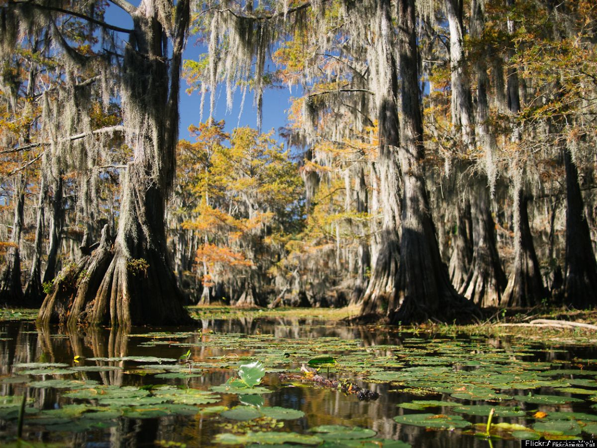 Khung cảnh siêu thực của khu rừng khiến những người đến đây như bị lạc vào một thế giới chỉ tồn tại trong những tác phẩm văn học giả tưởng.