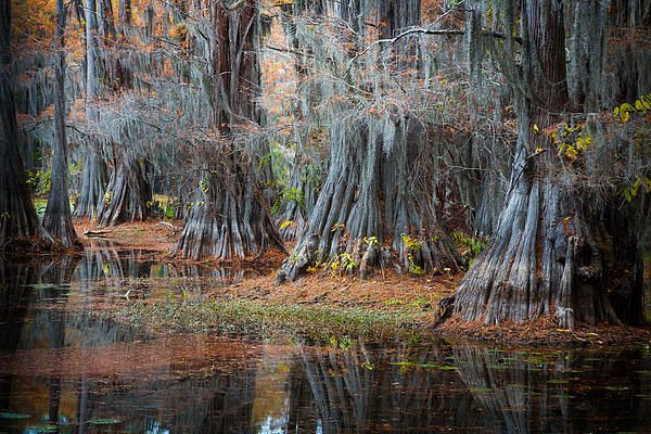 Đây là nơi quy tụ hàng nghìn cây thủy tùng cổ thụ mọc trên diện rộng đến 25.400 héc-ta của hồ - đầm lầy Caddo - một vùng ngập nước được hình thành tự nhiên.