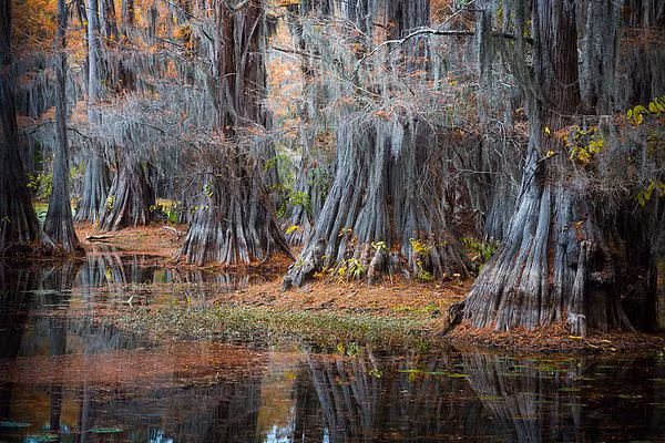 Đây là nơi quy tụ hàng nghìn cây thủy tùng cổ thụ mọc trên diện rộng đến 25.400 héc-ta của hồ - đầm lầy Caddo - một vùng ngập nước được hình thành tự nhiên.