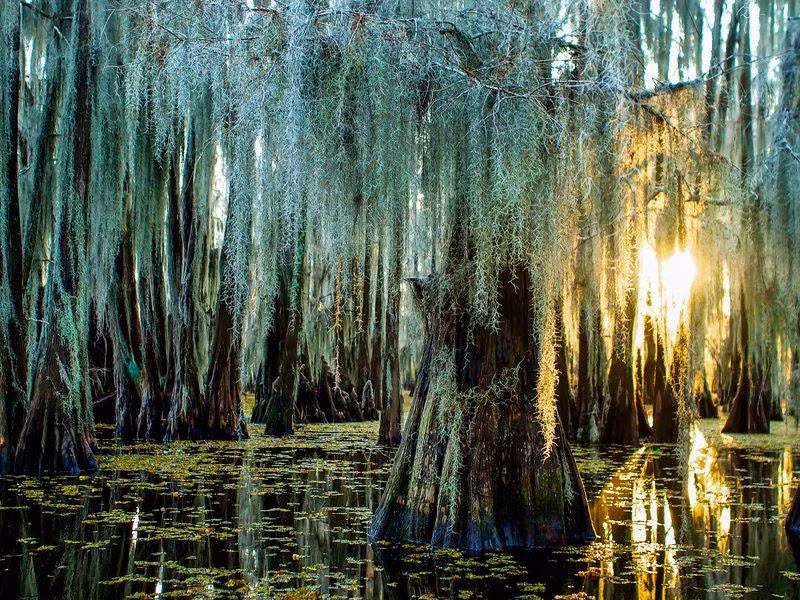 Vùng đầm này cũng trở thành khu bảo tồn được bảo vệ ở cấp độ quốc tế.