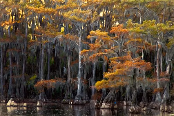 Hiện tại, du khách có thể khám phá nơi khu rừng thủy tùng ấn tượng này bằng thuyền kayak và du thuyền cỡ nhỏ theo sự hướng dẫn của các nhân viên bảo tồn.