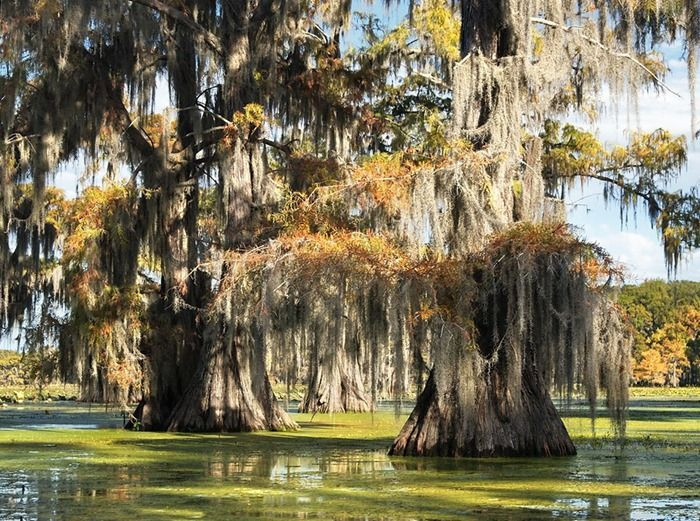 Trước sự suy thoái môi trường đáng lo ngại, chính quyền Mỹ đã tài trợ cho nhiều dự án phục hồi điều kiện tự nhiên của rừng thủy tùng hồ Caddo.