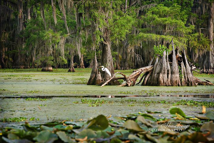 Nguyên nhân chính của điều này là hiện tượng nóng lên toàn cầu.