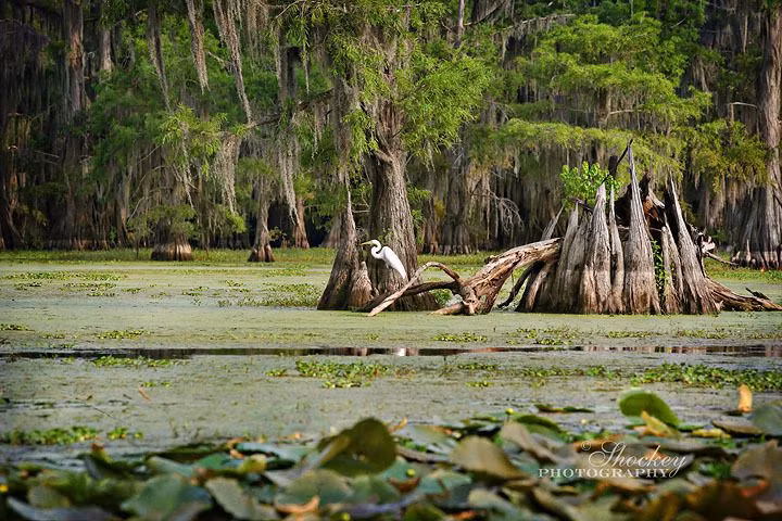 Nguyên nhân chính của điều này là hiện tượng nóng lên toàn cầu.