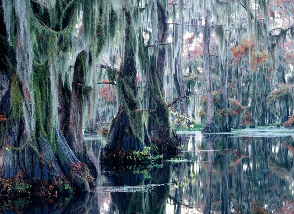 Ghé thăm khu rừng này, du khách sẽ choáng ngợp trước khung cảnh kỳ lạ được tạo ra bởi những cây thủy tùng to lớn, phủ đầy rêu trên lớp vỏ xù xì, cổ quái.