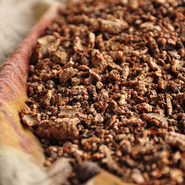 Trong quá khứ, sơn cánh kiến được coi là một sản vật quý của châu Á. Sản lượng khai thác thấp khiến sơn cánh kiến có giá trị rất cao. Nó được sử dụng như cống phẩm thượng hạng giữa quốc gia trong khu vực và được các nhà buôn phương Tây săn lùng.