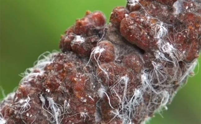 Do sự suy thoái môi trường, bọ cánh kiến đỏ đã thu hẹp diện tích phân bố, suy giảm mạnh về số lượng. Loài côn trùng này đã được xếp vào nhóm động vật Sẽ nguy cấp (VU) trong Sách Đỏ Việt Nam năm 2020.