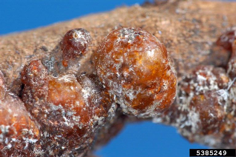 Tuy nhiên, sự phát triển của công nghệ sơn đã chấm dứt thời vàng son của sơn cánh kiến. Hiện nay các loại sơn và chất tạo màu tổng hợp đã trở nên phổ biến nên cánh kiến không còn được sử dụng rộng rãi. Ngành sản xuất sơn cánh kiến cũng đã trở nên mai một.