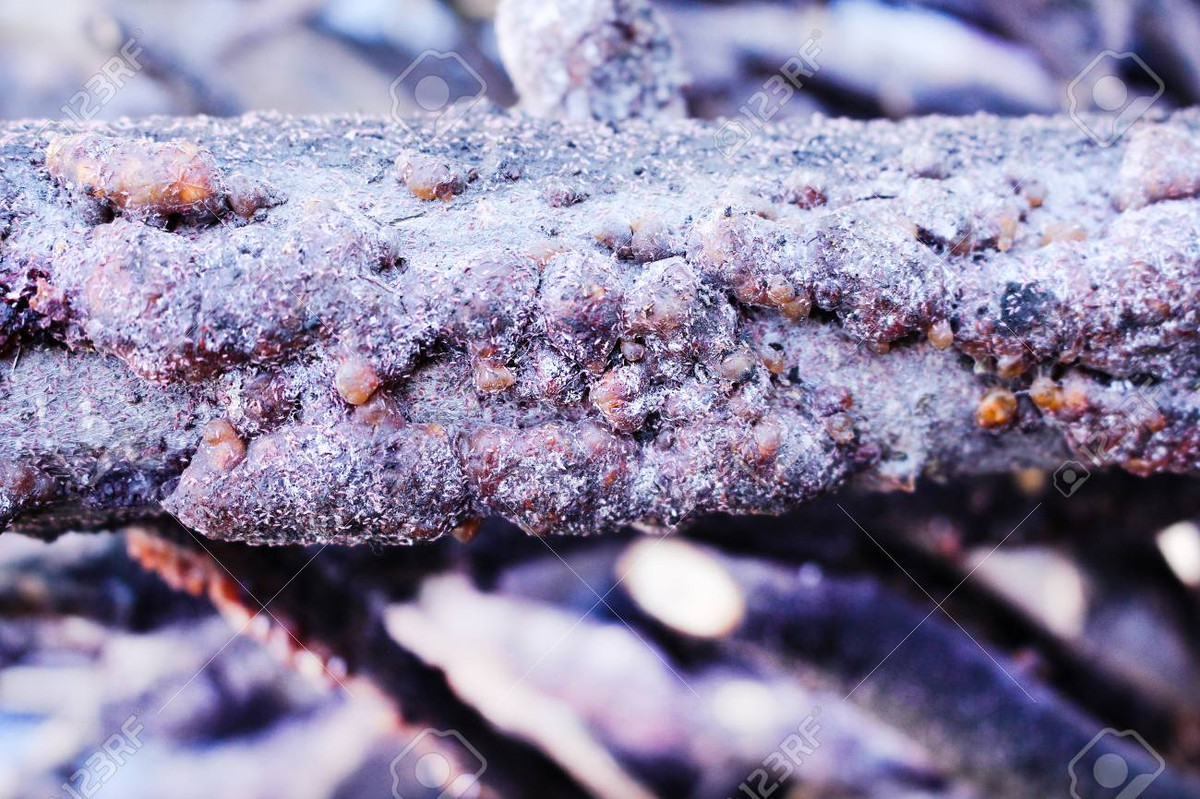 Việt Nam từng là một quốc gia mạnh về sản xuất sơn cánh kiến. Những năm 1970-1980, người dân huyện Mường Lát (Thanh Hóa) đã tận dụng các cánh rừng cọ phèn để xuất cánh kiến đỏ với sản lượng hàng trăm tấn mỗi năm, xuất khẩu ra nhiều nước Đông Âu.