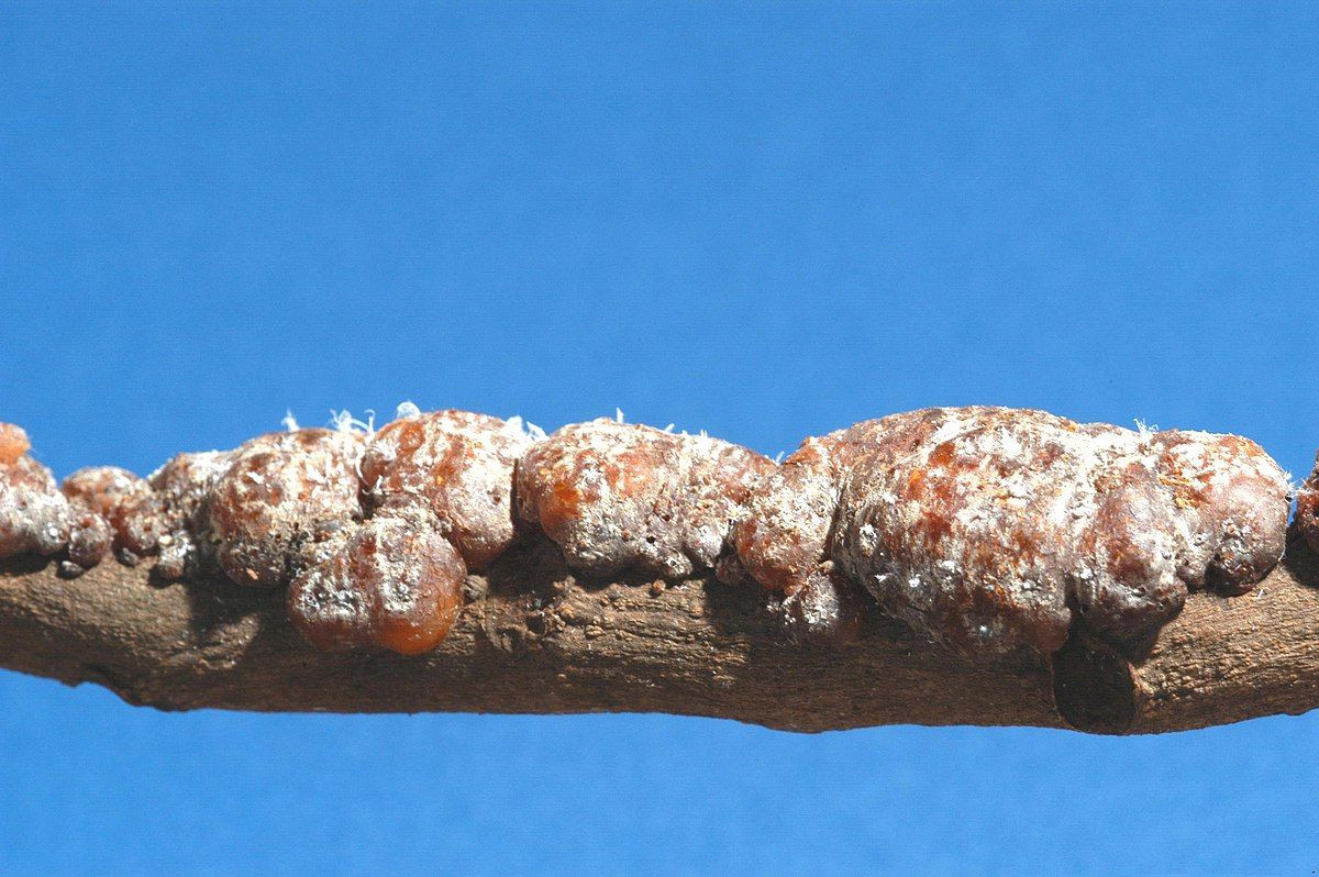 Cánh kiến đỏ là một chất có dạng nhựa màu đỏ, do bọ cánh kiến đỏ tiết ra trên thân cây trong quá trình sinh trưởng và phát triển của mình. Vật liệu này được thu hoạch để điều chế sơn cánh kiến, được dùng trong nhiều lĩnh vực khác nhau.