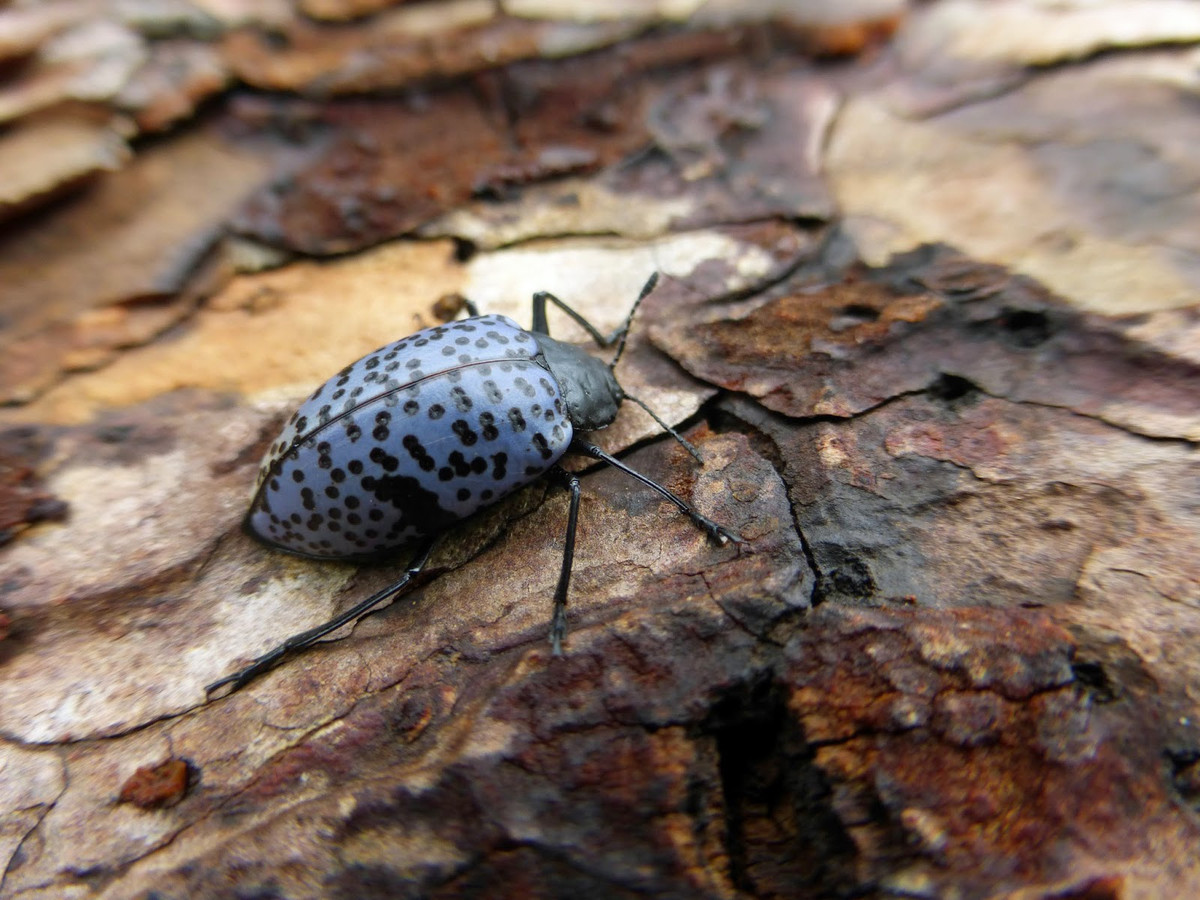 Loài bọ mang tên khoa học Gibbifer californicus (dài 1,8 - 2,7 cm) này sống trong các khu rừng ẩm ở Tây Nam nước Mỹ. Chúng ăn nấm trên thân cây và gỗ mục.