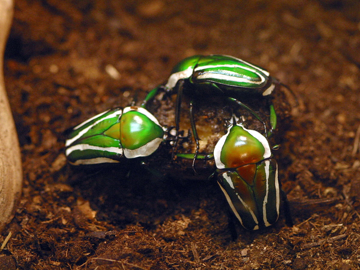 Bọ Dicronorhina derbyana (dài 3,2 - 4,6 cm) phân bố ở các khu vực phía Nam và Đông châu Phi. Ấu trùng của nó ăn xác thực vật phân hủy và phân động vật.