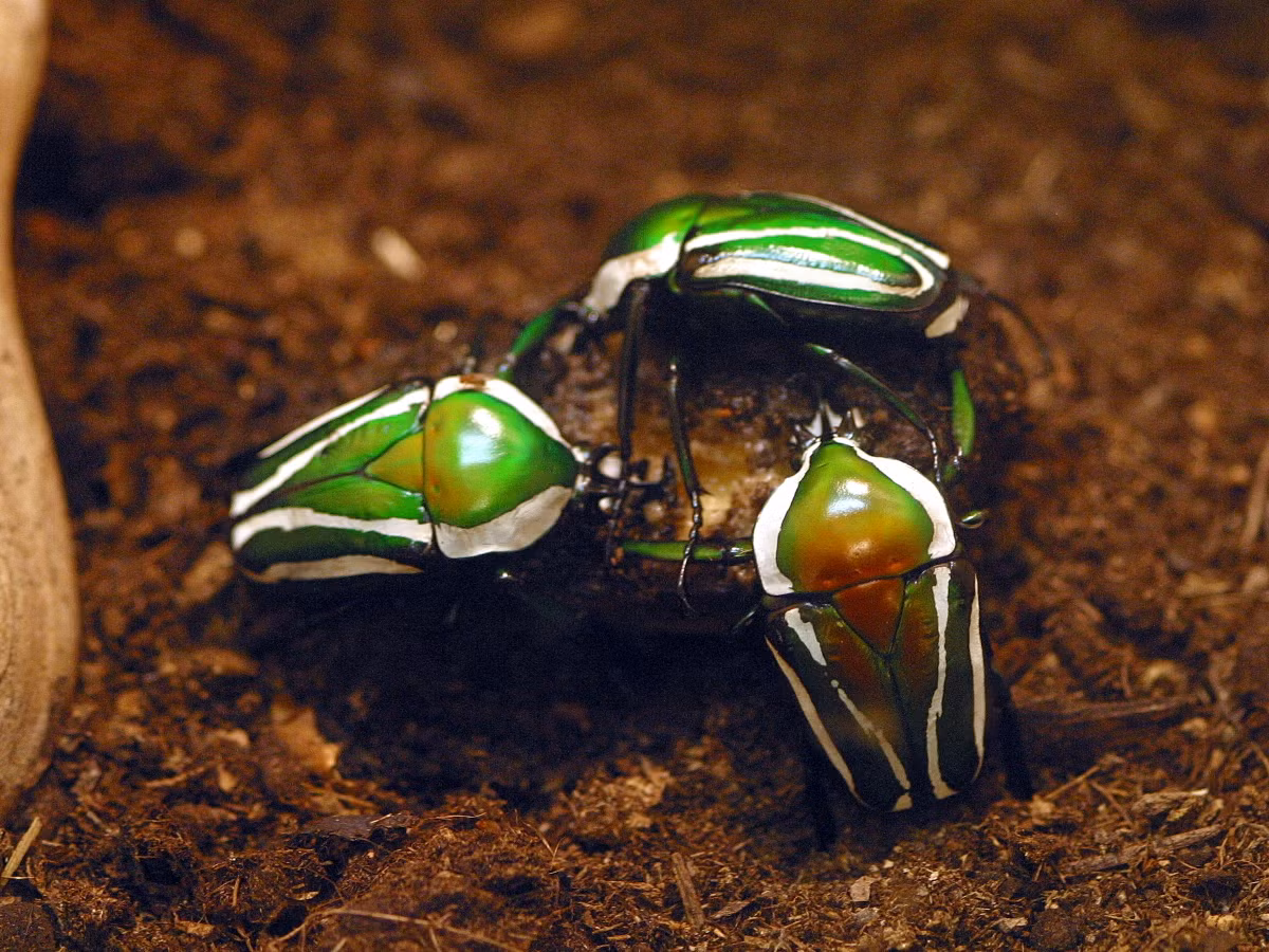 Bọ Dicronorhina derbyana (dài 3,2 - 4,6 cm) phân bố ở các khu vực phía Nam và Đông châu Phi. Ấu trùng của nó ăn xác thực vật phân hủy và phân động vật.